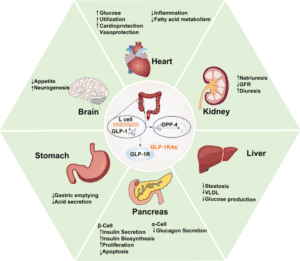 Peptides for Weight Loss: A Modern Approach to Metabolic Health